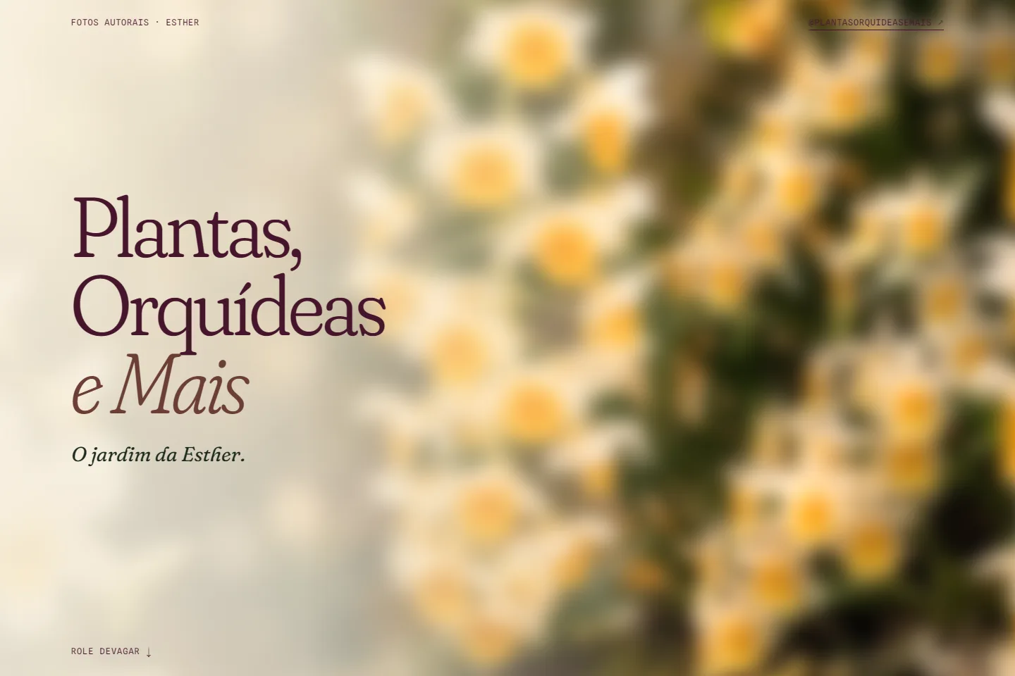 Plantas, Orquídeas e Mais
