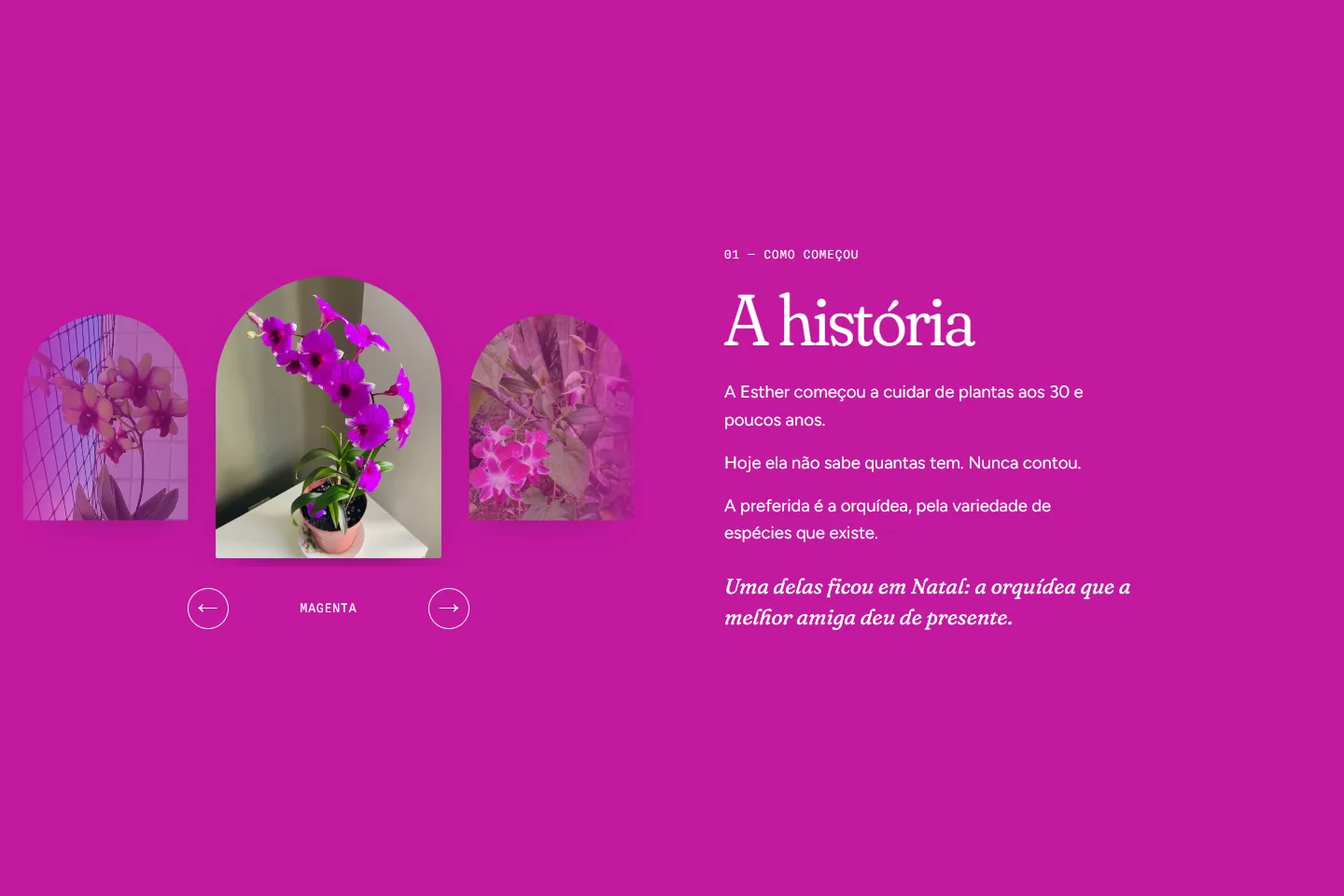 Plantas, Orquídeas e Mais