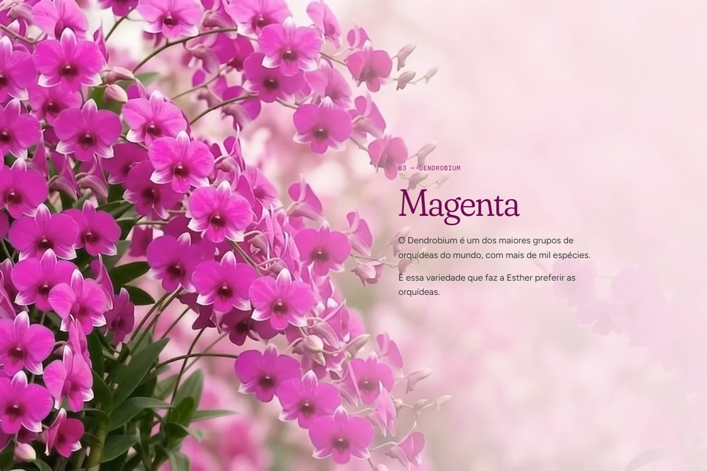 Plantas, Orquídeas e Mais