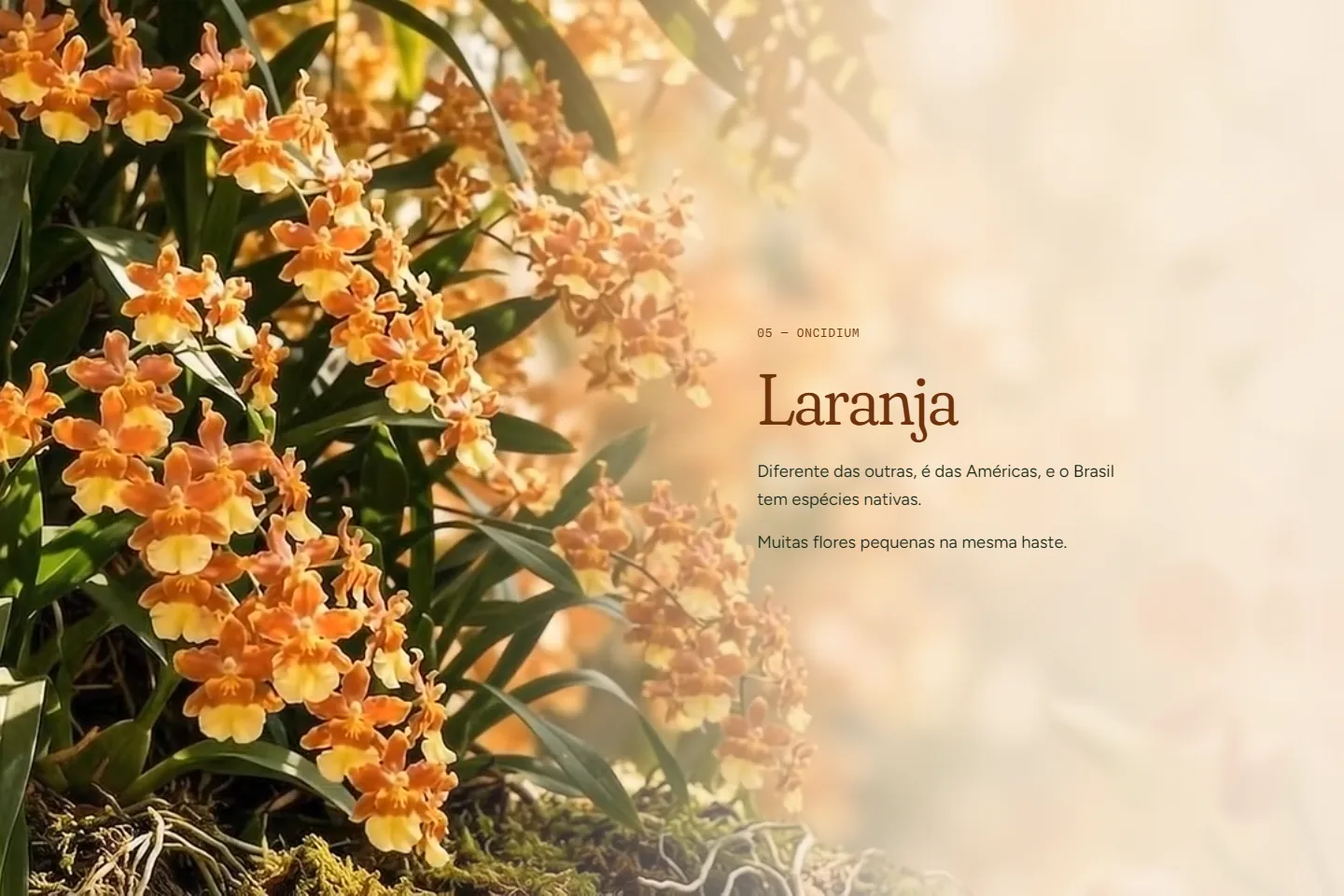 Plantas, Orquídeas e Mais